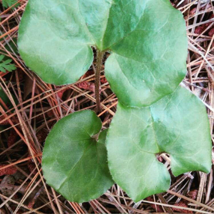 Plant image Asarum caudatum