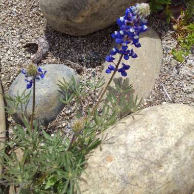 Lupinus pilosus