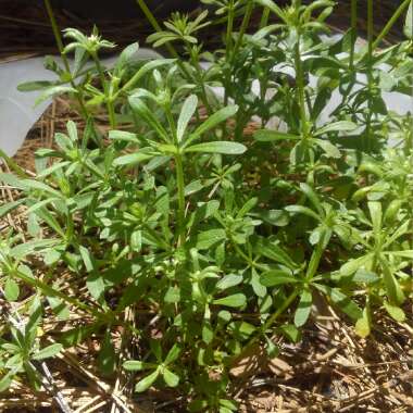 Galium aparine