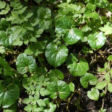 Asarum caudatum