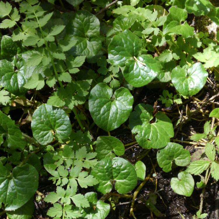 Plant image Asarum caudatum