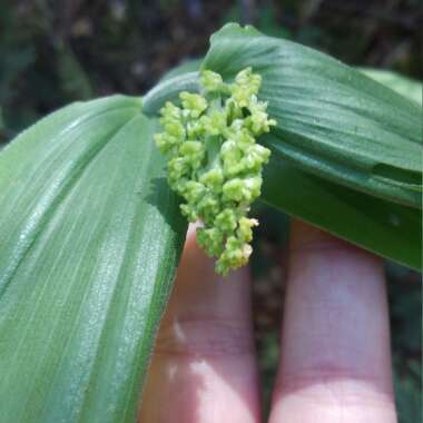 Maianthemum racemosum