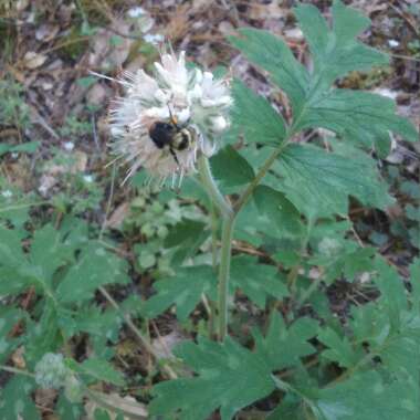 Hydrophyllum occidentale