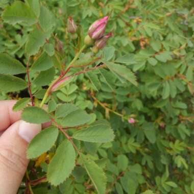 Rosa canina