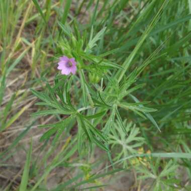 Geranium dissectum