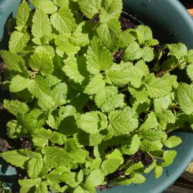 Agastache 'Blue Fortune'