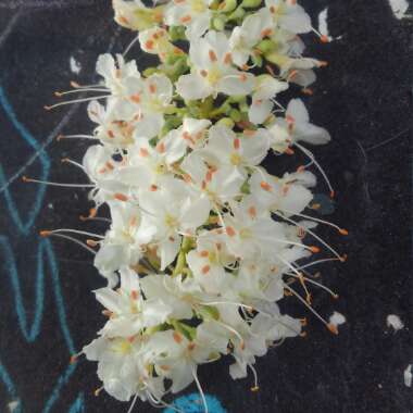 Bottlebrush buckeye