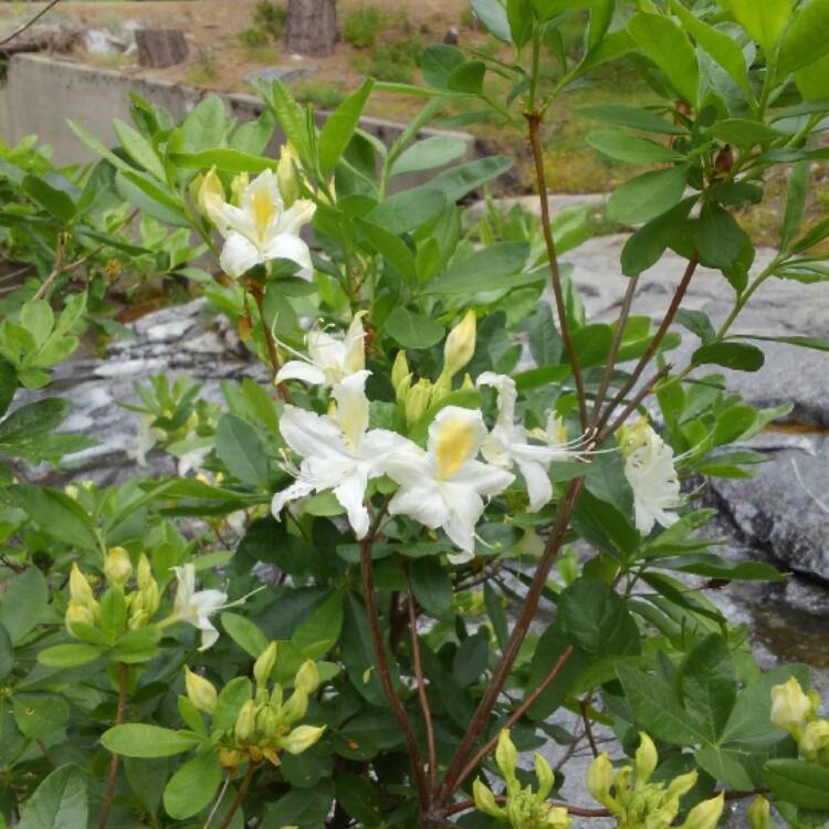 Plant image Rhododendron Occidentale