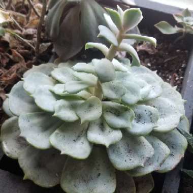 Graptoveria 'Coconut Ice'