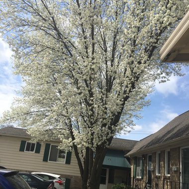 Callery Pear