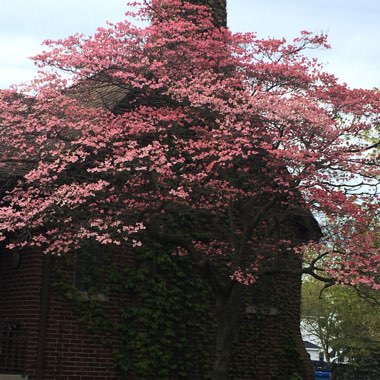 Flowering dogwood