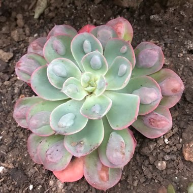 Echeveria Raindrops