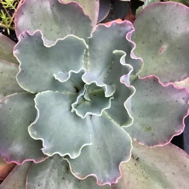 Echeveria Pastel