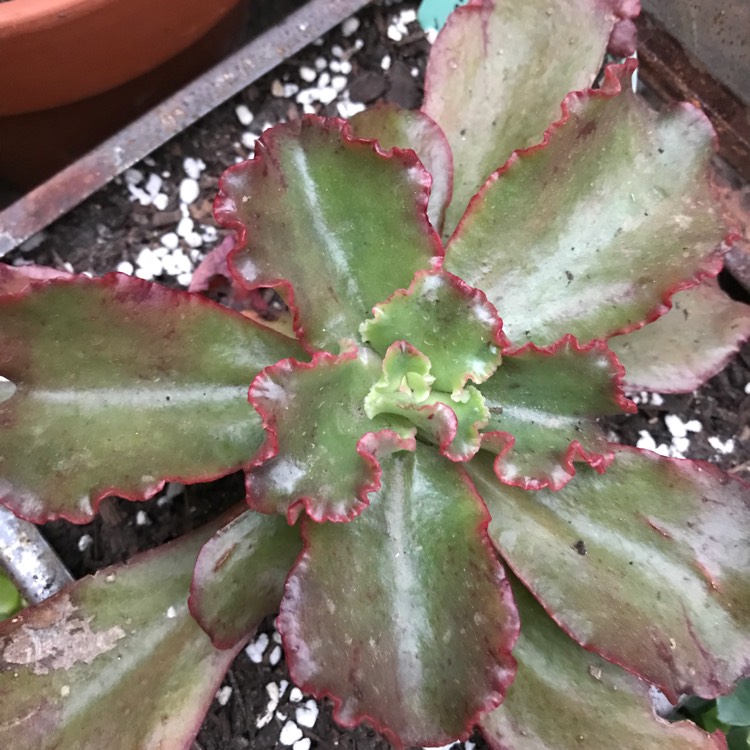 Plant image Echeveria Katella IV