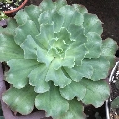 Echeveria Curly Locks