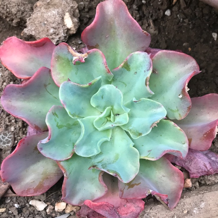 Plant image Echeveria Blue Lagoon