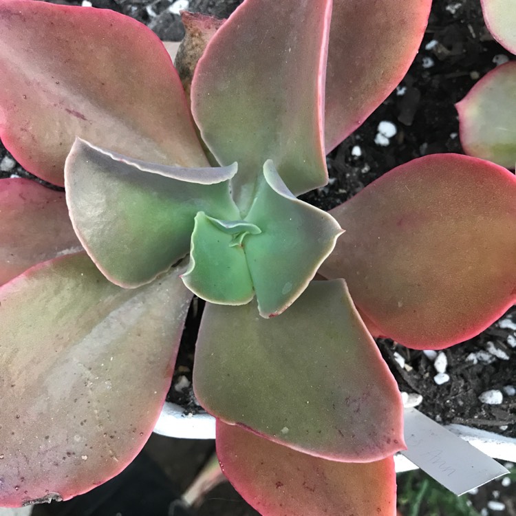 Plant image Echeveria Princess Anne