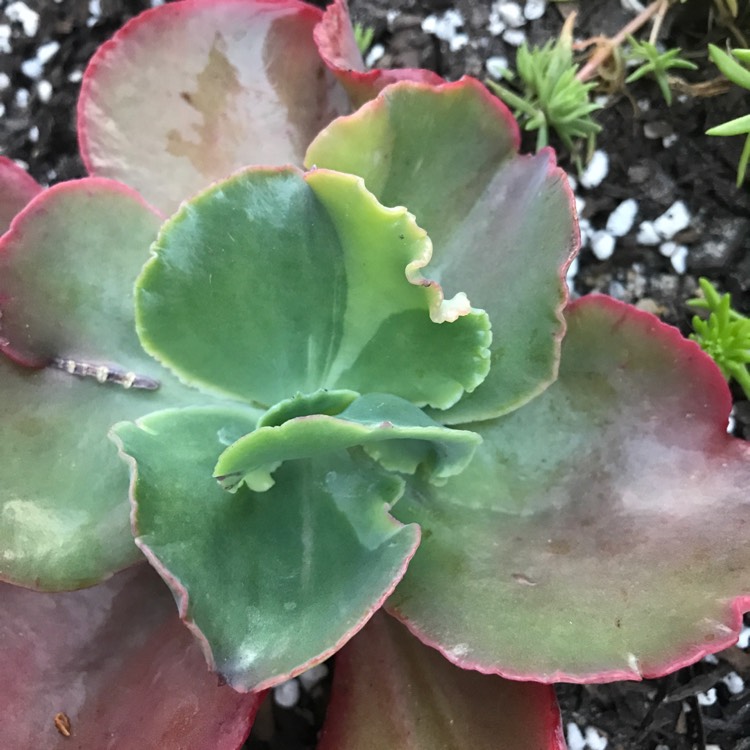 Plant image Echeveria Arlie Wright