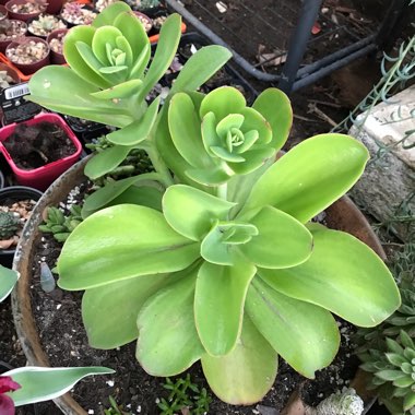 Echeveria Pallida