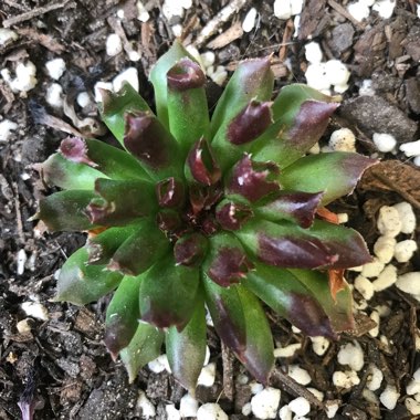 Sempervivum Tectorum Oddity