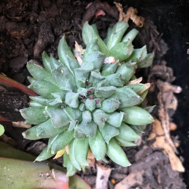 Sempervivum Calcareum Grigg's Surprise