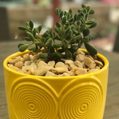 Crassula rogersii