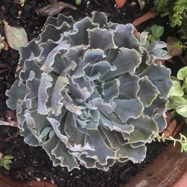 Echeveria Shaviana