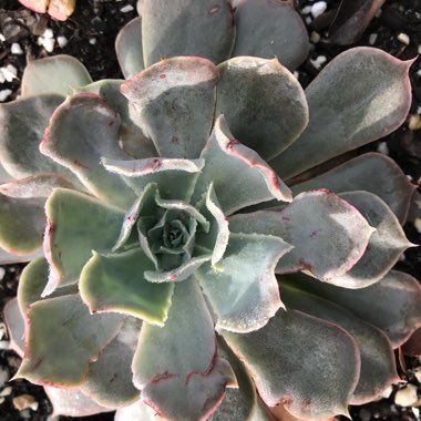 Echeveria Gunsyn