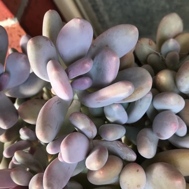 Pachyphytum glutinicaule