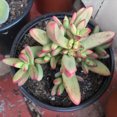 Crassula nudicaulis var. 'Herrei'