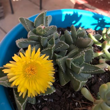 Faucaria tigrina