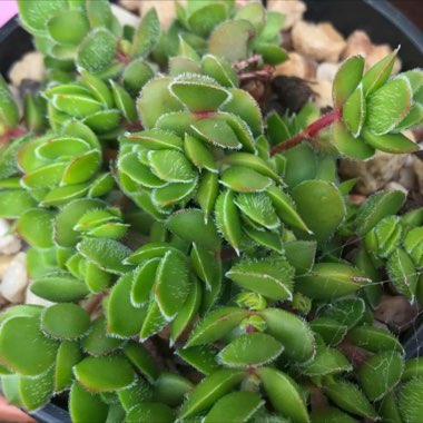 Crassula David