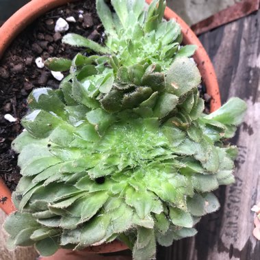 Aeonium Tabulaefoeme f. Cristata