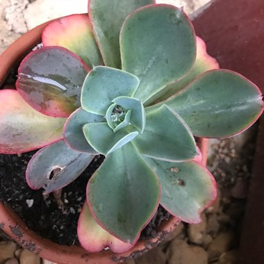 Echeveria Rainbow Sunset