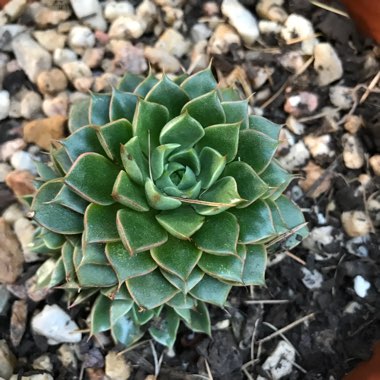 Echeveria Shamrock