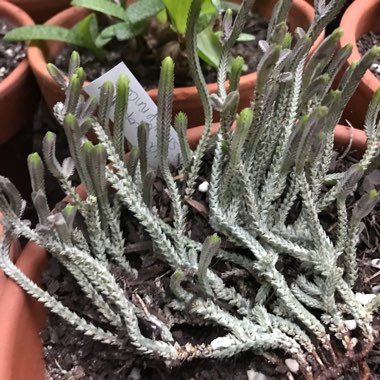 Crassula muscosa var. variegata