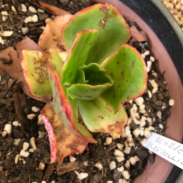 Plant image Echeveria Barbillion