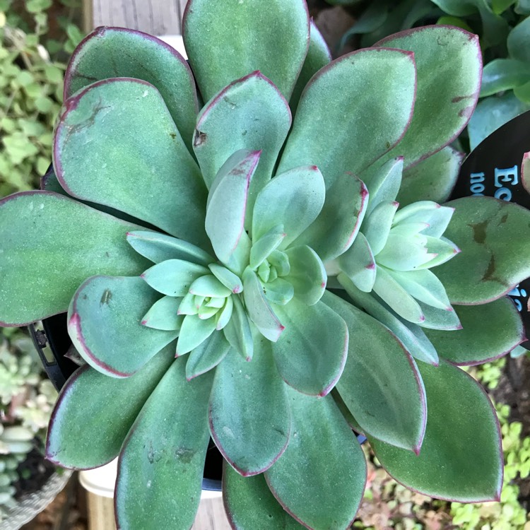 Plant image Echeveria Bella Rouge