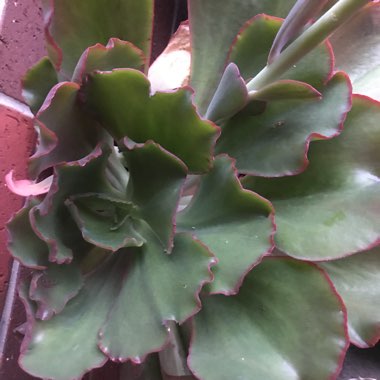 Echeveria Mauna Loa Pink Form