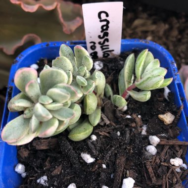 Crassula rogersii Variegated