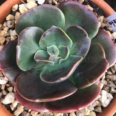 Echeveria Blue Metal