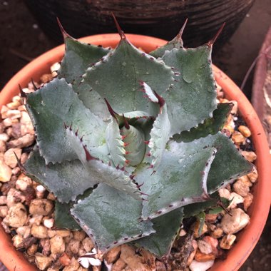 Agave 'Kichijokan'