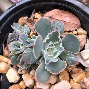 Echeveria Shaviana