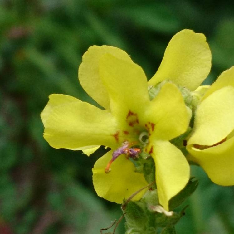 Plant image Verbascum thapsus