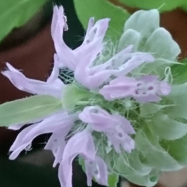 Plant image Monarda citriodora