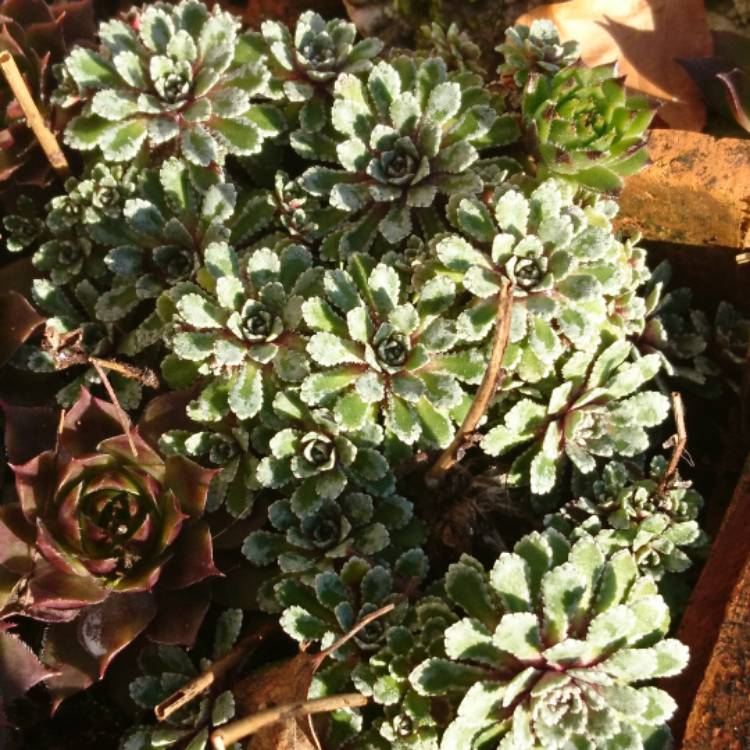 Plant image Saxifraga x arendsii 'Mossy White'