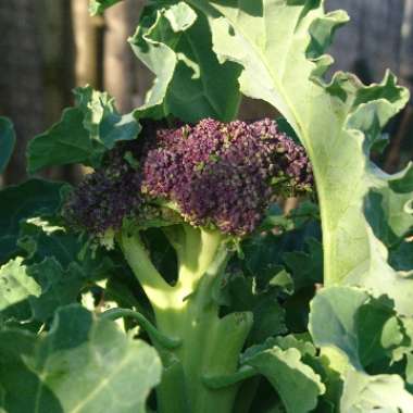 Brassica oleracea (Italica Group) 'Purple Sprouting'