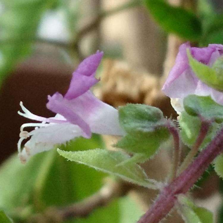 Plant image Ocimum basilicum 'Cinnamon'