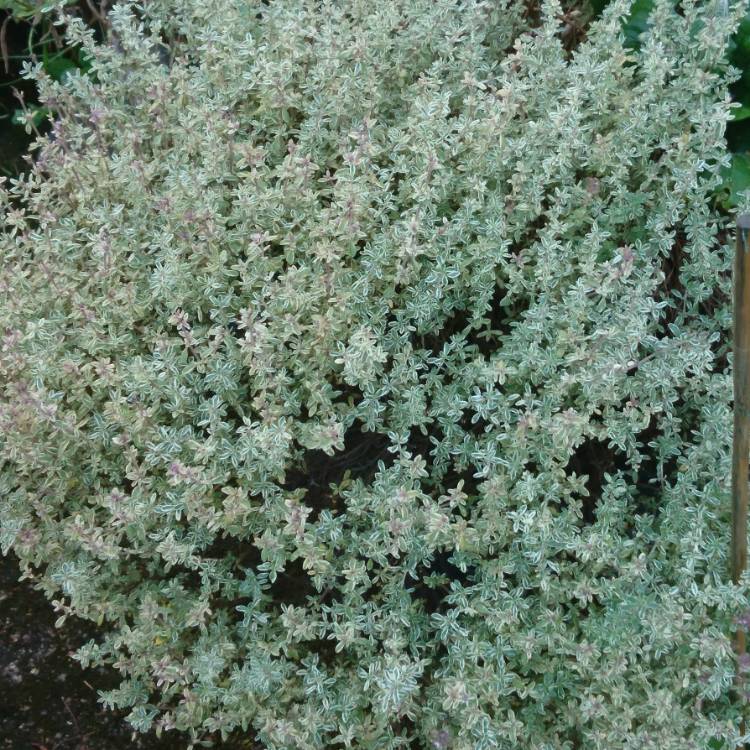 Plant image Thymus 'Silver Queen'