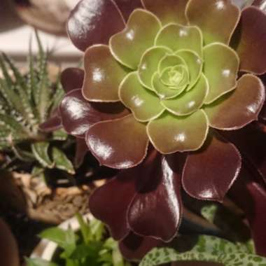 Aeonium